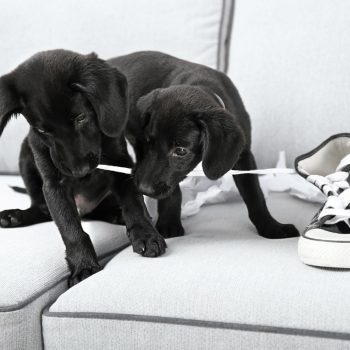 Por que os cachorros danificam os calçados?