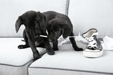 Por que os cachorros danificam os calçados?