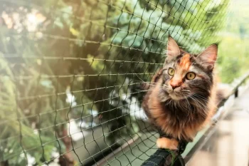 Tela de Proteção para Pets: Segurança e Tranquilidade para o Seu Melhor Amigo
