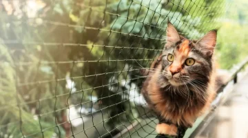 Tela de Proteção para Pets: Segurança e Tranquilidade para o Seu Melhor Amigo