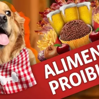 10 alimentos proibidos para cachorro